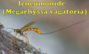 icneumone